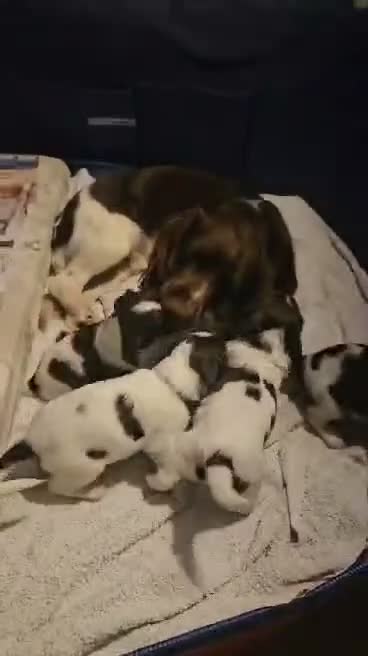 English Springer Spaniel dogs for stud: KC registered English Springer Spaniel for stud - Video 2