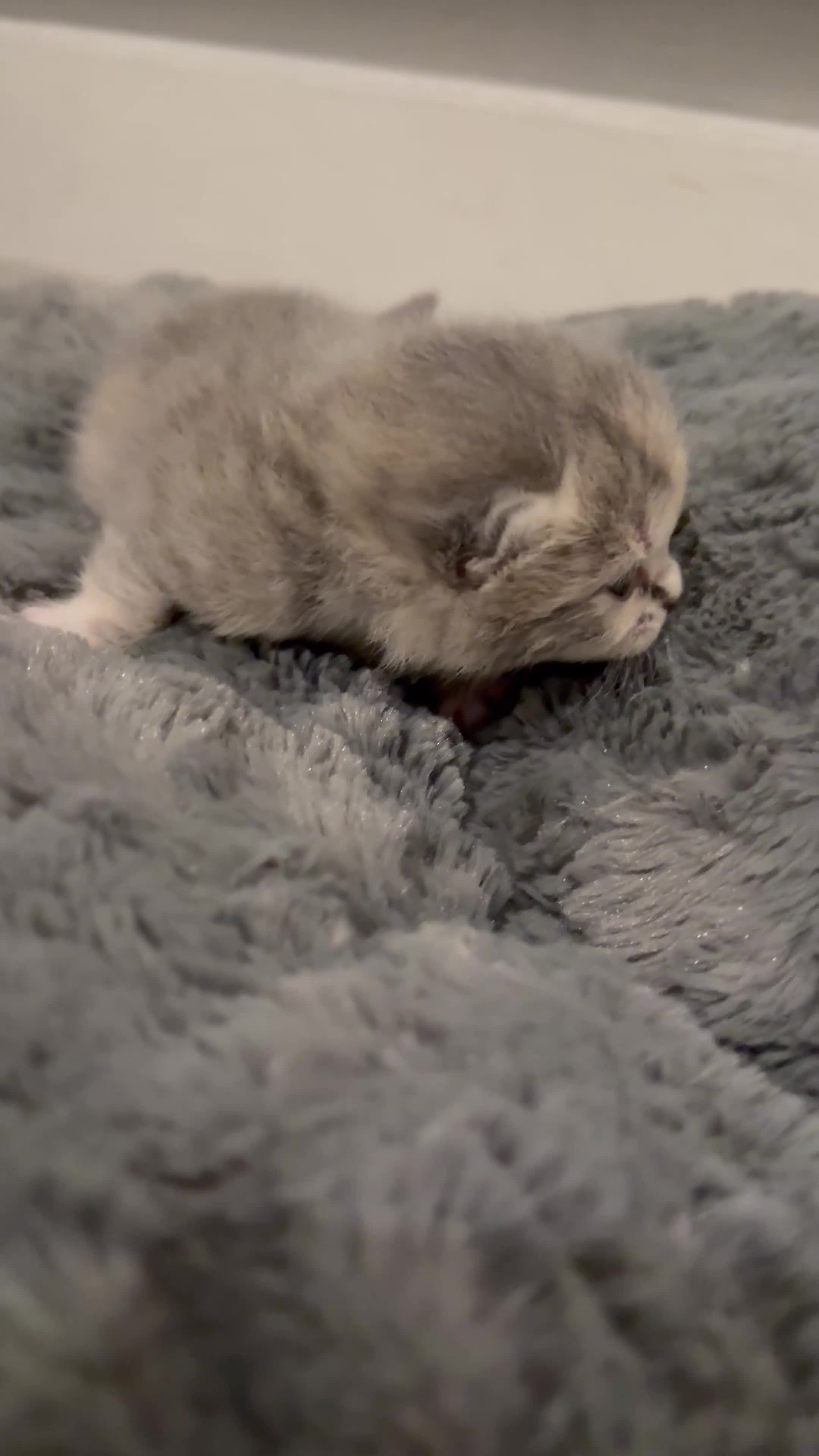 British Shorthair cats for sale: BSH KITTENS FOR SALE (price negotiable) - Video 4