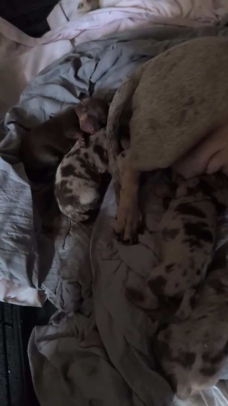 Miniature Dachshund dogs for sale: Miniature Dachshund puppies 3 left !! - Video 1