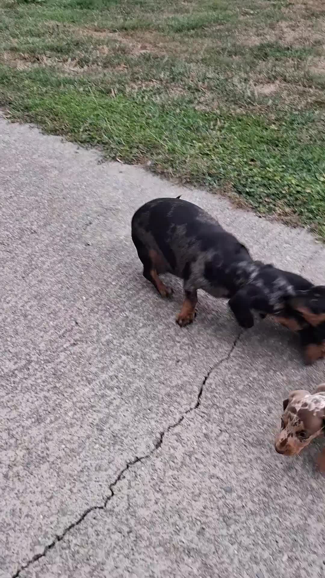Miniature Dachshund dogs for sale: 2 Minature Dachshund dog pups - Video 2