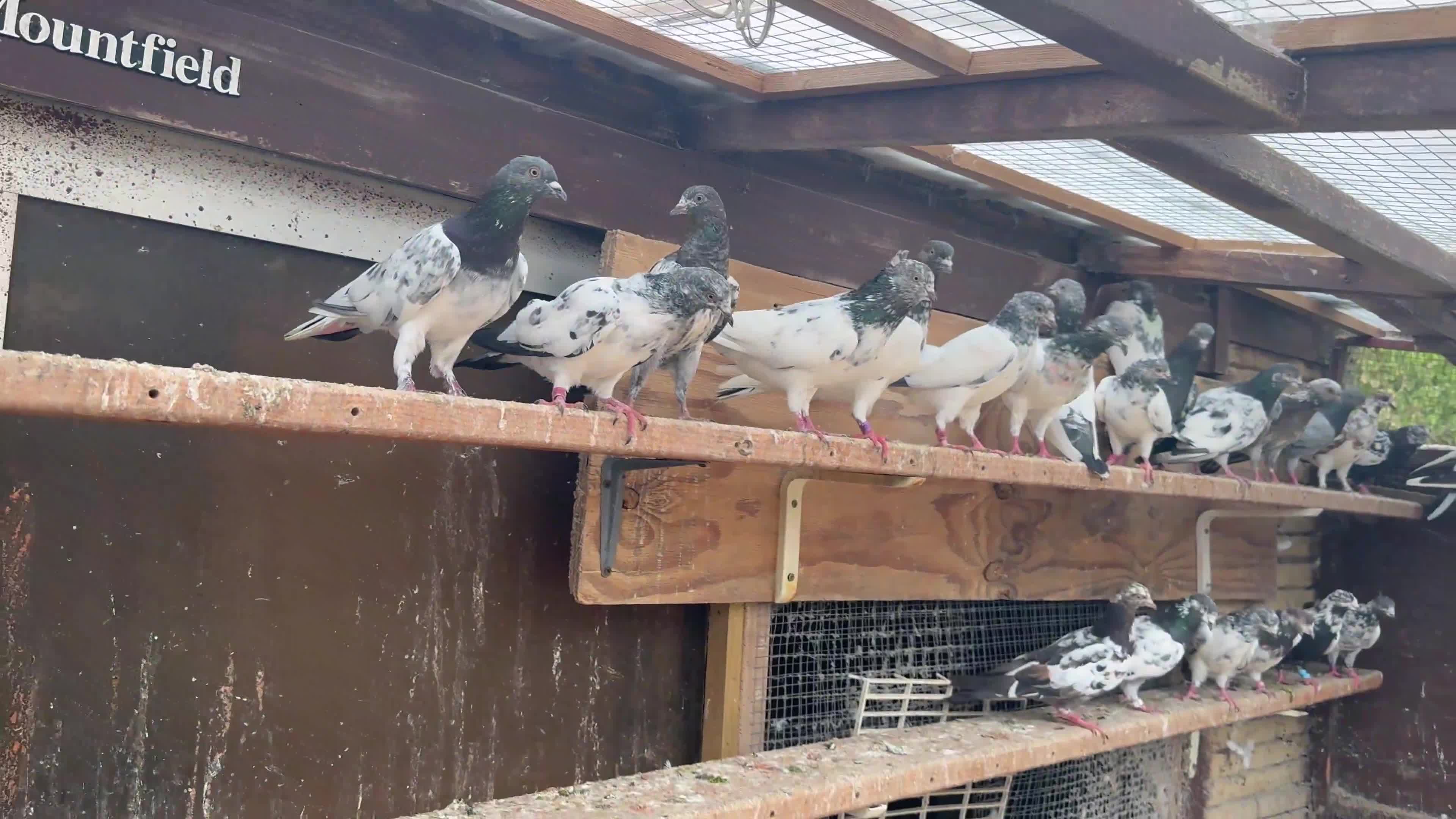 Pigeons birds for sale: Pakistani high flyers for sale  - Video 1