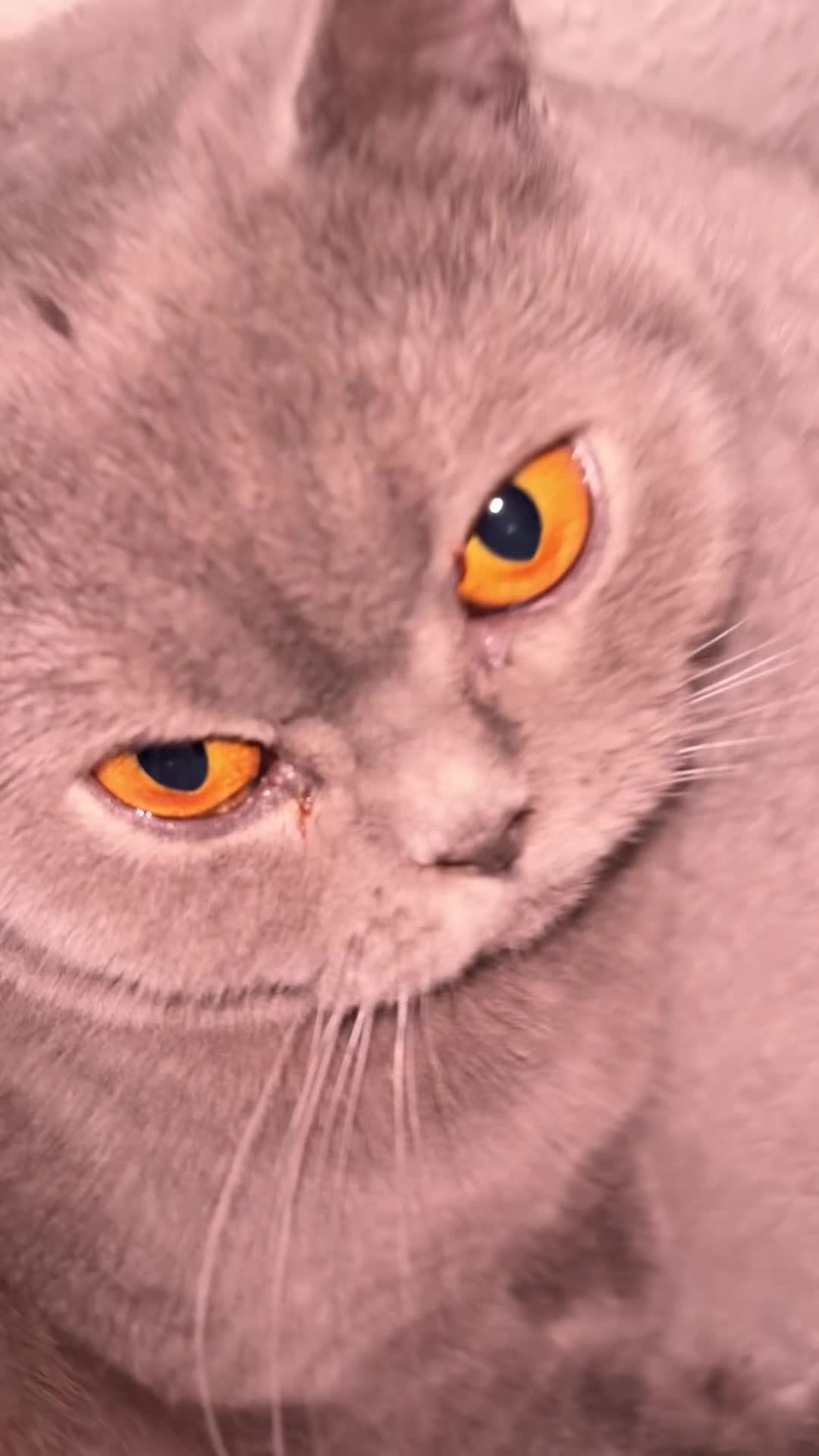 British Shorthair cats for sale: Grey British shorthair  - Video 2