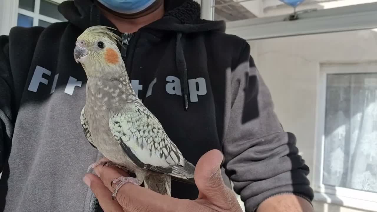 Cockatiels birds for sale: super silly hand tamed baby cockatiels  - Video 2