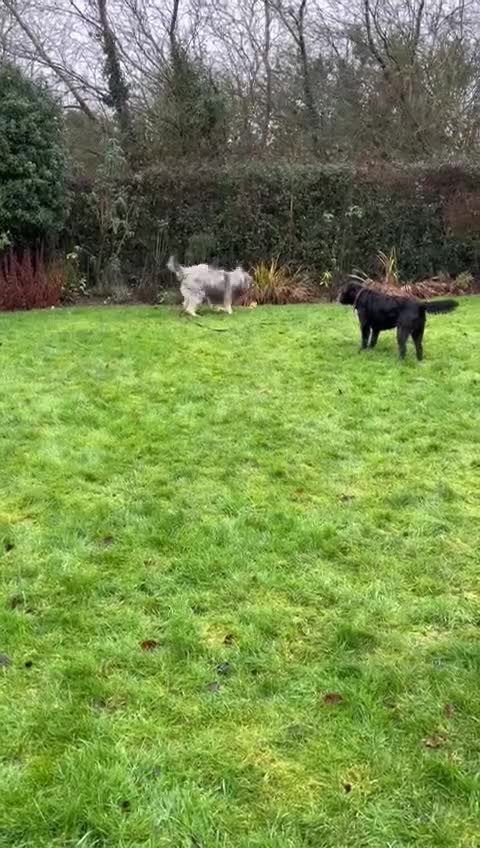 Mixed Breed dogs for adoption: 💙🐶 TEDDI - A Soft 1 year old boy💙🐶  - Video 1