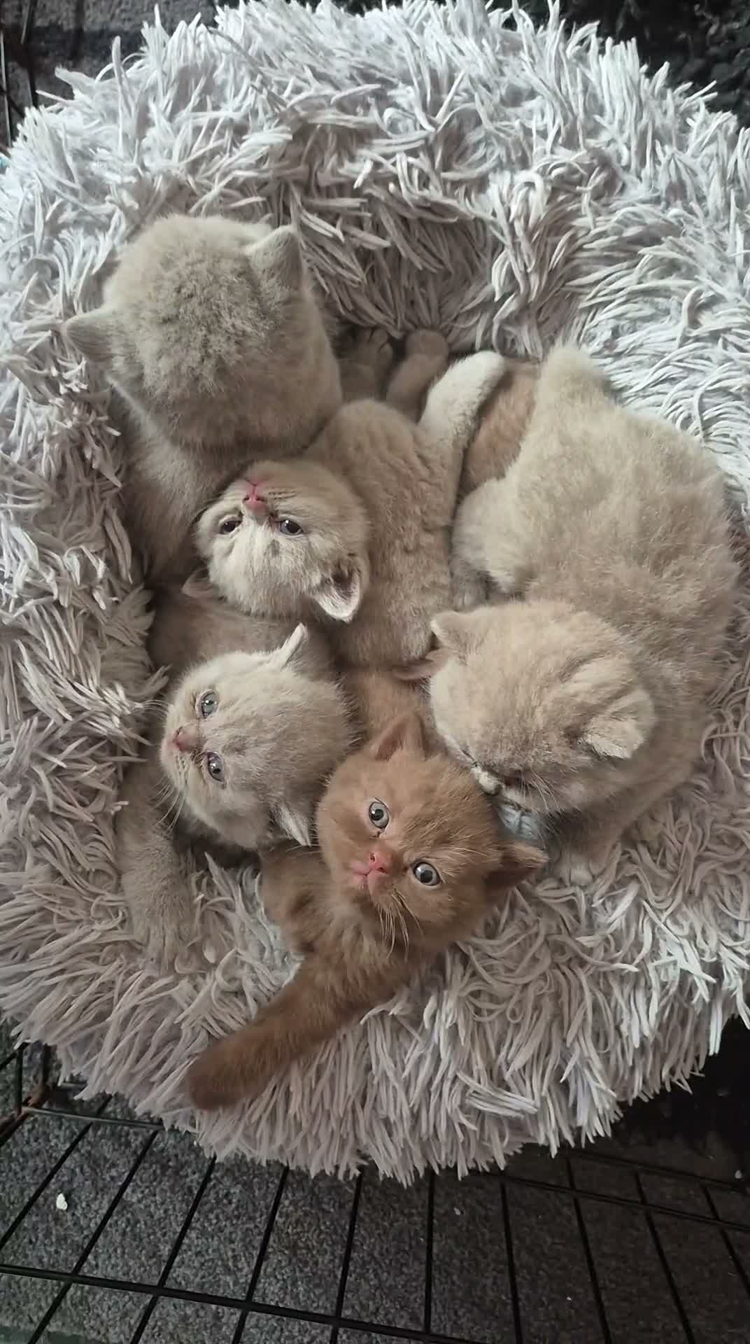 British Shorthair cats for sale: British shorthair kittens fawn and chocolate males - Video 1
