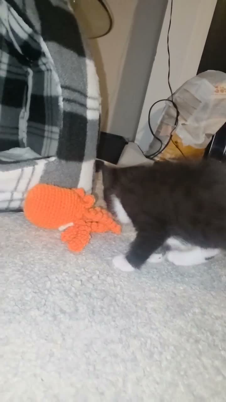 Mixed Breed cats for sale: Female kitten. Last of the litter.  - Video 1
