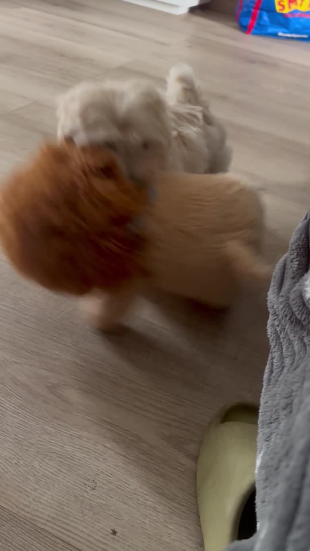 Maltipoo dogs for sale: READY TO LEAVE TINY F1 MALTIPOO PUPPIES  - Video 1
