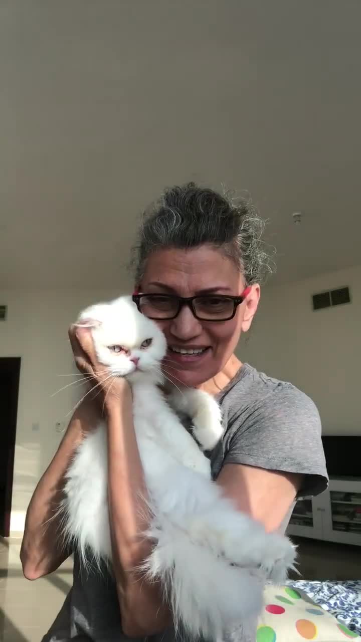 Persian cats for adoption: PRINCESS IS A CAT THAT WANT CUDDLES ALL DAY LONG ! - Video 4