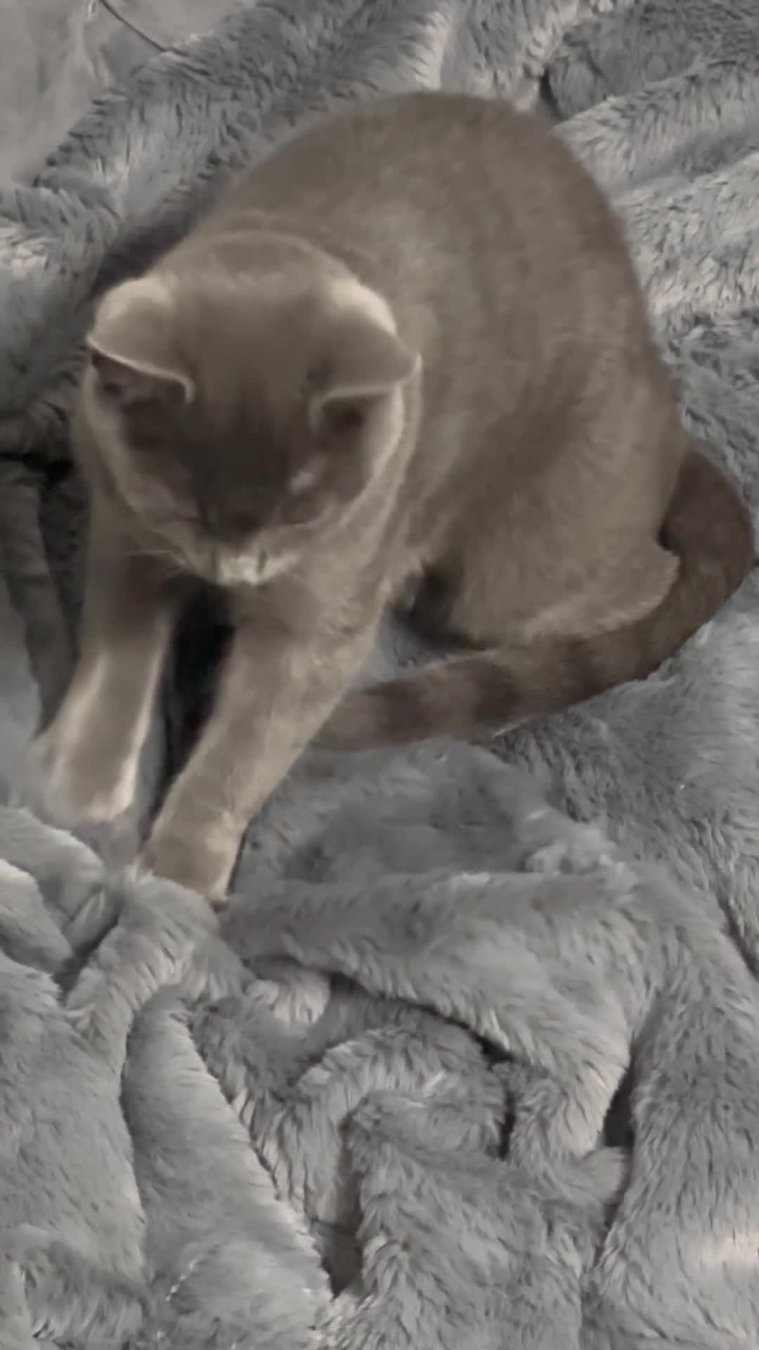 British Shorthair cats for sale: Male British shorthair  - Video 1