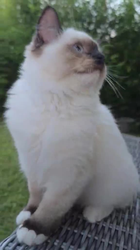 Ragdoll cats for sale: Rare European Long-Haired Ragdoll Kittens - Video 1