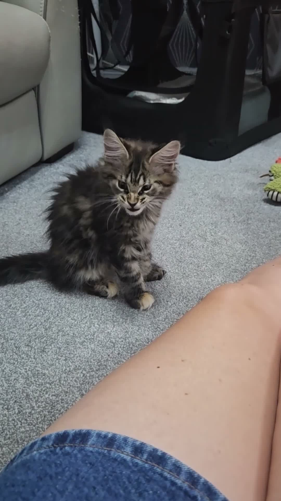 Maine Coon cats for sale: 🌟 1 Stunning Torbie girl left 🌟 TICA reg'd🌟 - Video 2