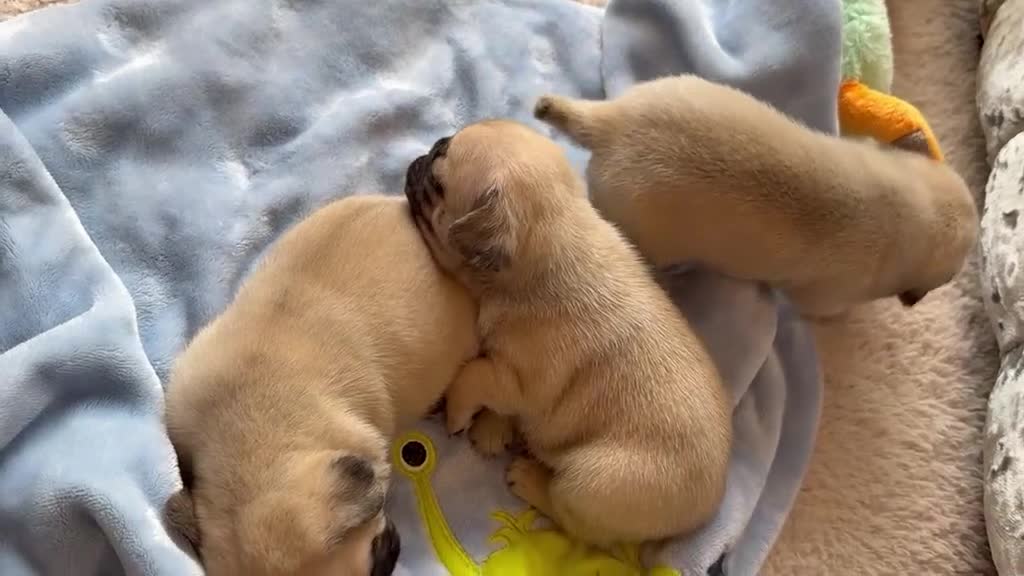 Pug dogs for sale: Stunning litter of boy pugs - Video 4