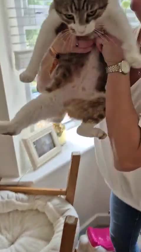 British Shorthair cats for sale: Cute Luna would ♥️ to find her new home  - Video 1