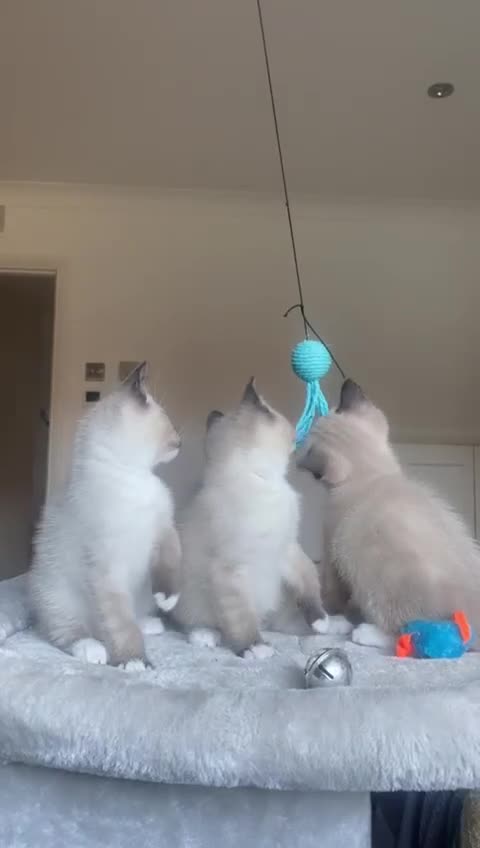 Ragdoll cats for sale: Gorgeous Ragdoll kittens!🐾🐱💕 - Video 1