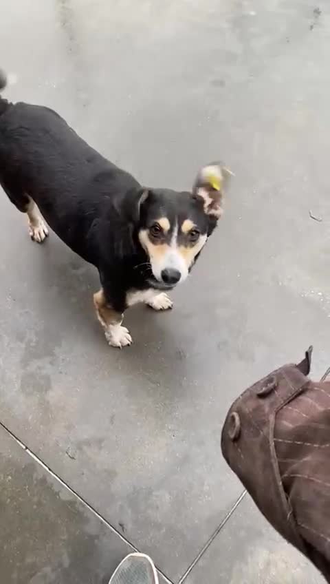 Mixed Breed dogs for adoption: Sybil, Approx 7 years. Reserved STC. - Video 2