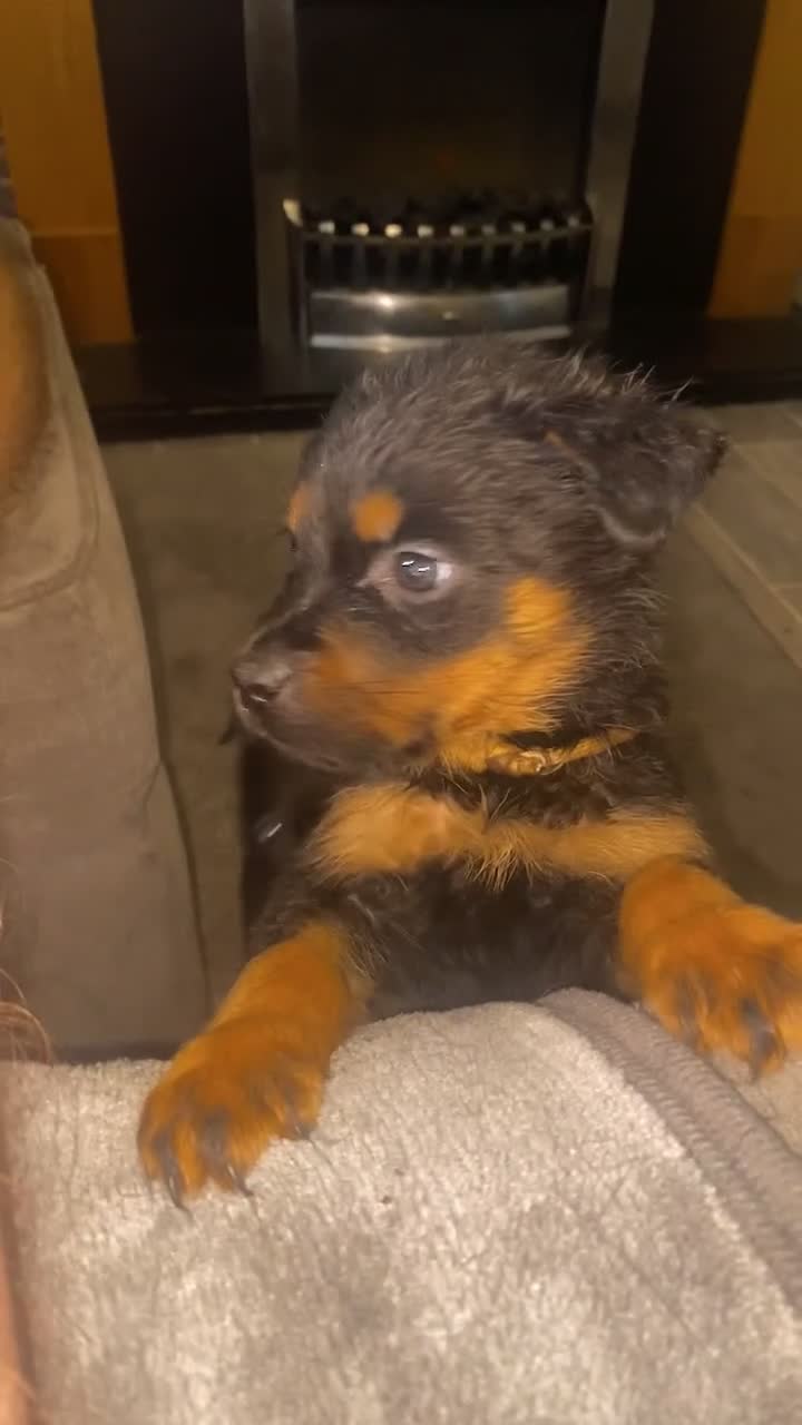 Rottweiler dogs for sale: Lewis Ballington - Video 5