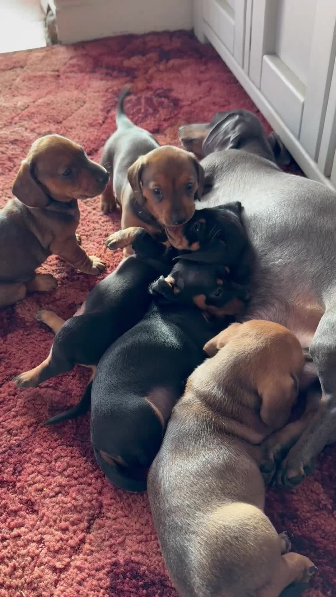 Miniature Dachshund dogs for sale: 1 dog left! Ready now. KC reg - Video 4