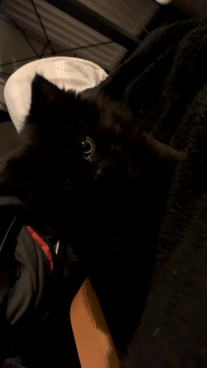 Mixed Breed cats for sale: 1 Male Long Haired Kitten left - Video 1