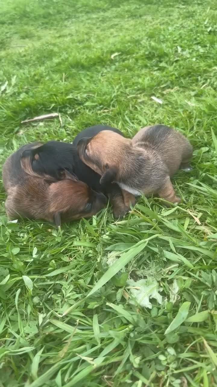 Miniature Dachshund dogs for sale: Miniature dachshund puppies  in Forres - Video 1