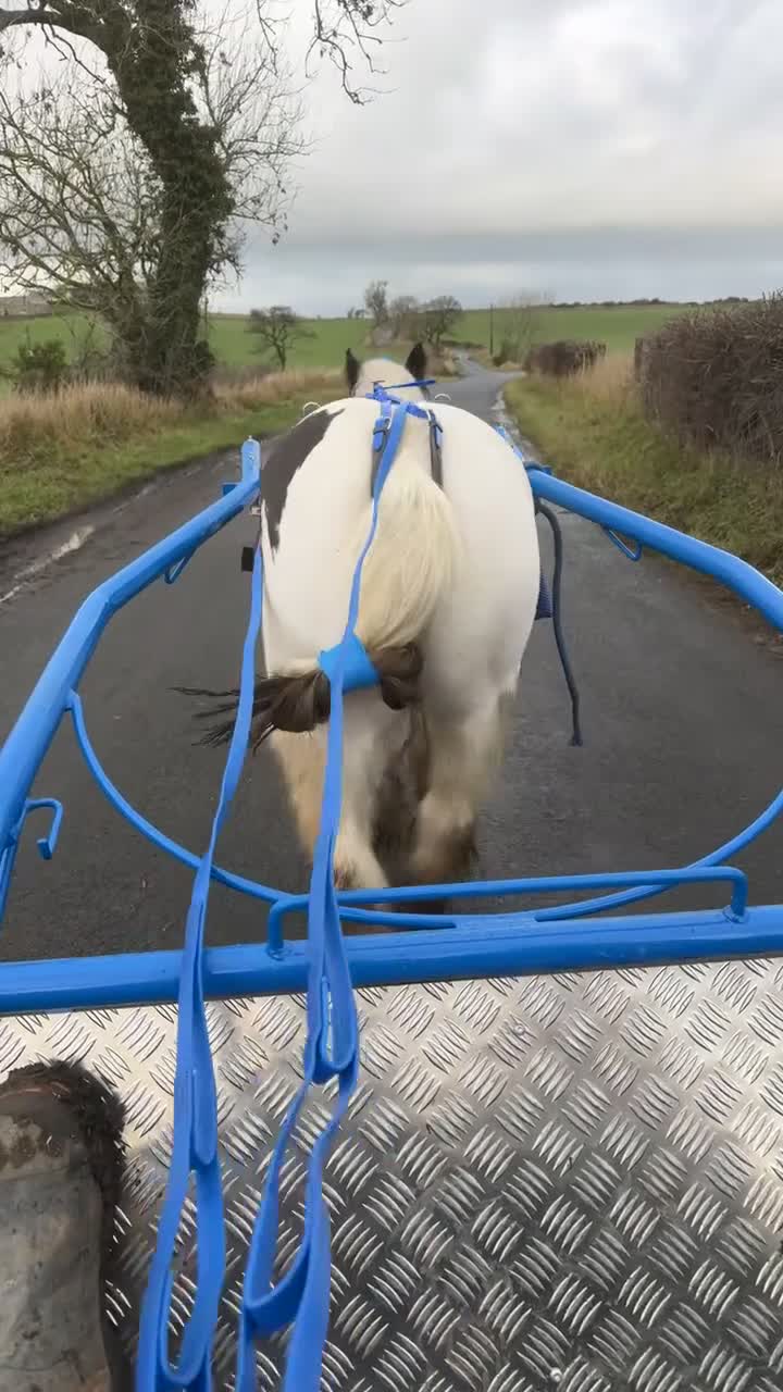 Irish Cob horses for sale: Child’s pony  - Video 1