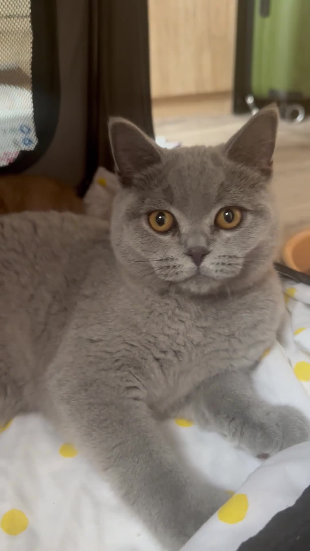 British Shorthair cats for sale: Gccf registered kittens  - Video 5