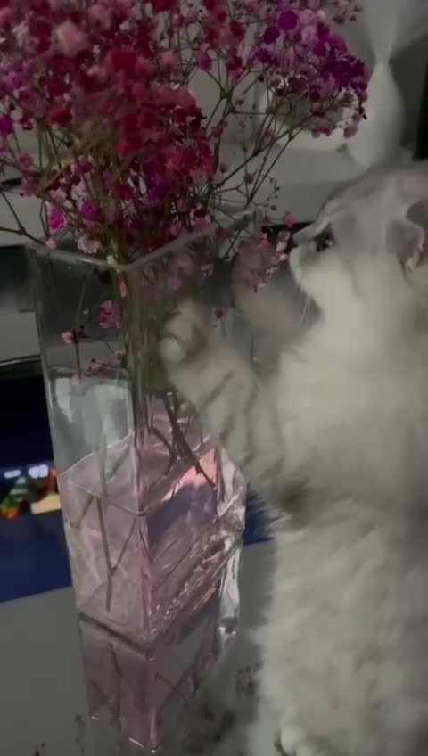 Scottish Fold cats for sale: Lovely Long Hair Scotich Fold Boy - Video 1