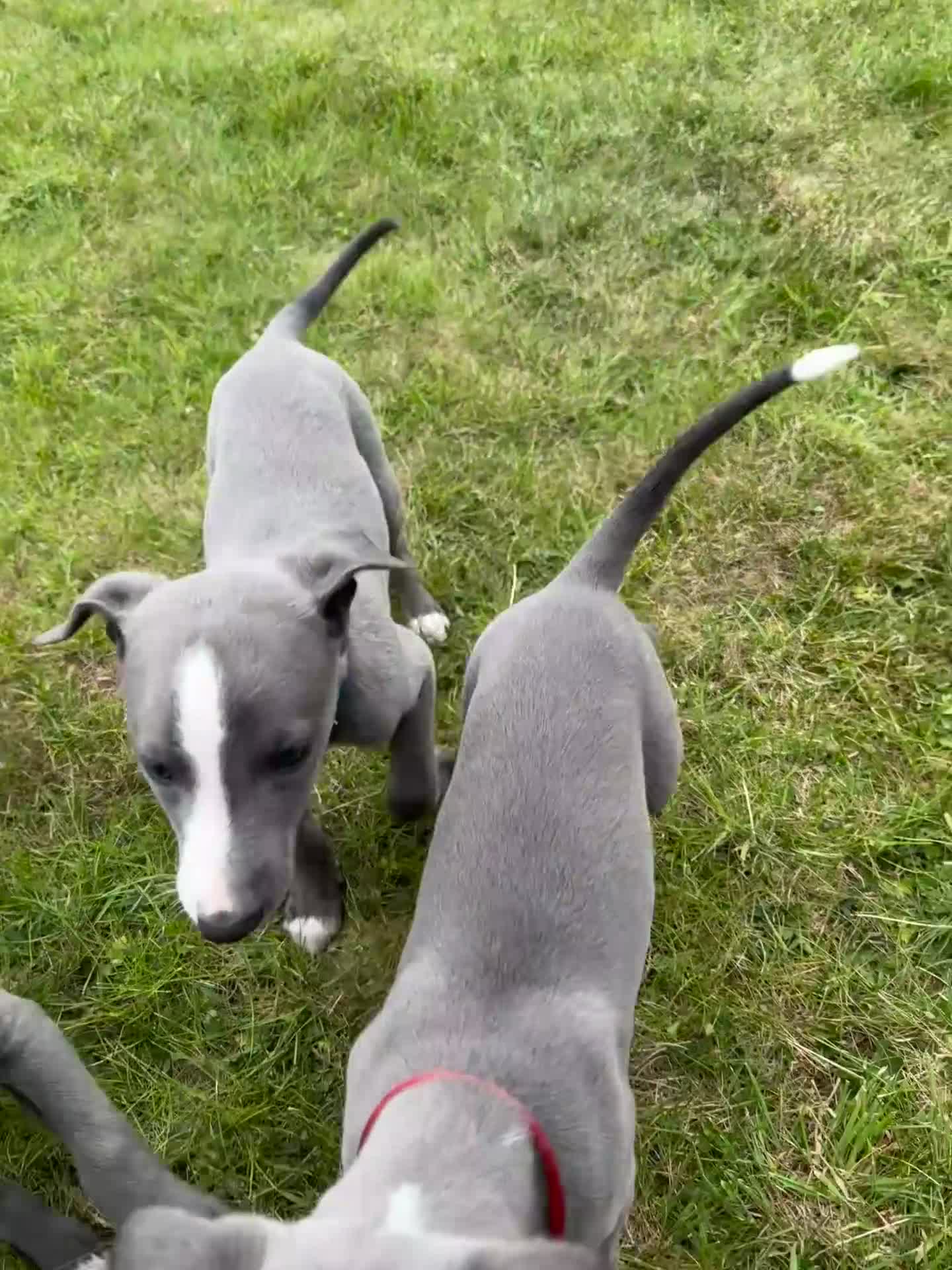 Whippet dogs for sale: Superb Quality KC Whippet Puppies in Ferryhill - Video 1