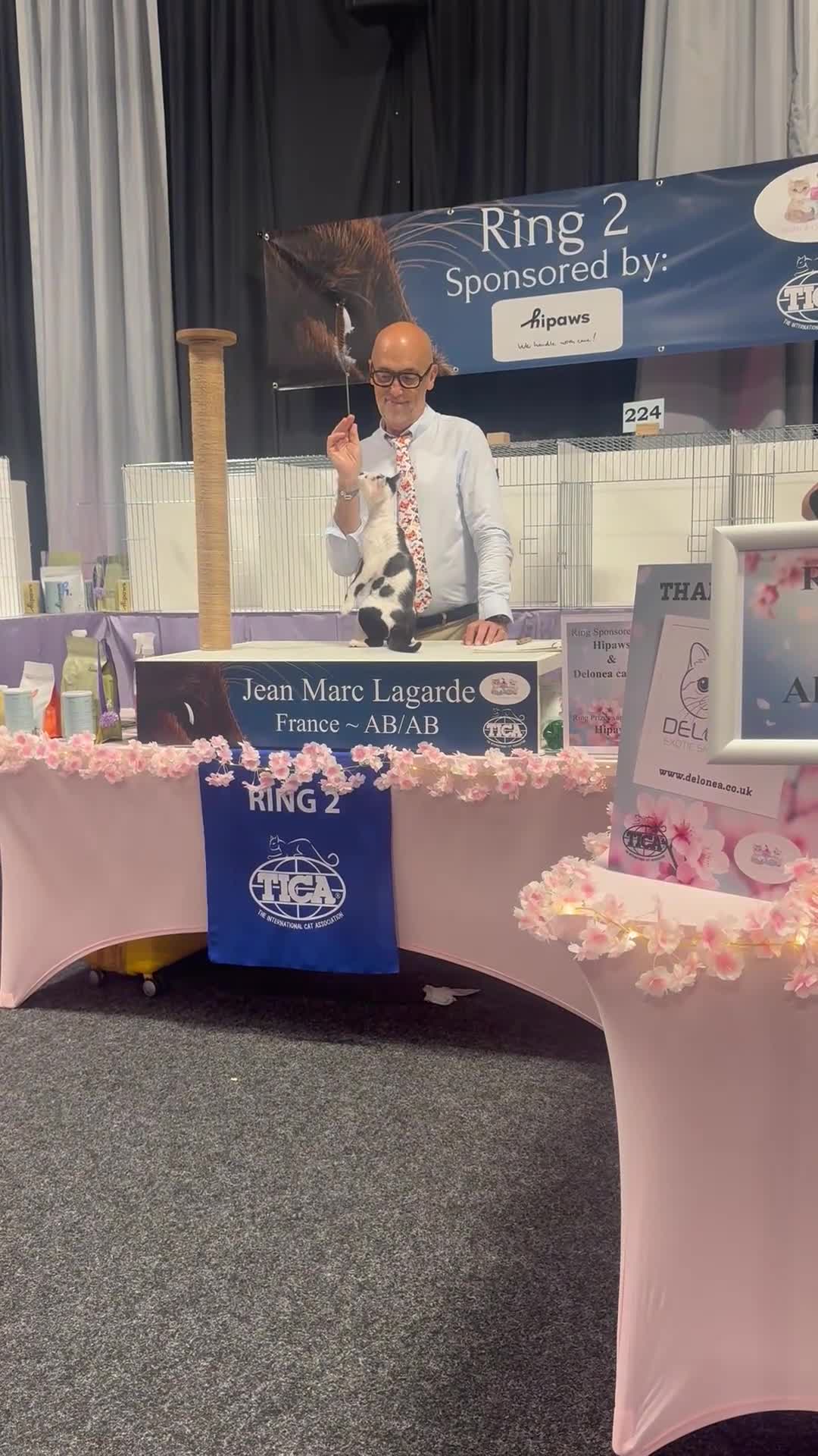 Devon Rex cats for stud: Super amazing boy for stud - Video 3