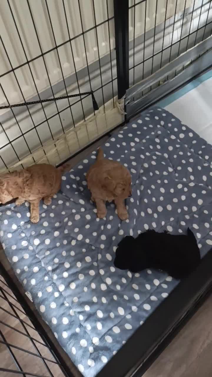 Miniature Poodle dogs for sale: Mini Poodle - Video 1