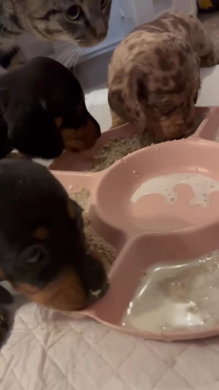 Dachshund dogs for sale: beautiful litter of five dachshund puppies - Video 1
