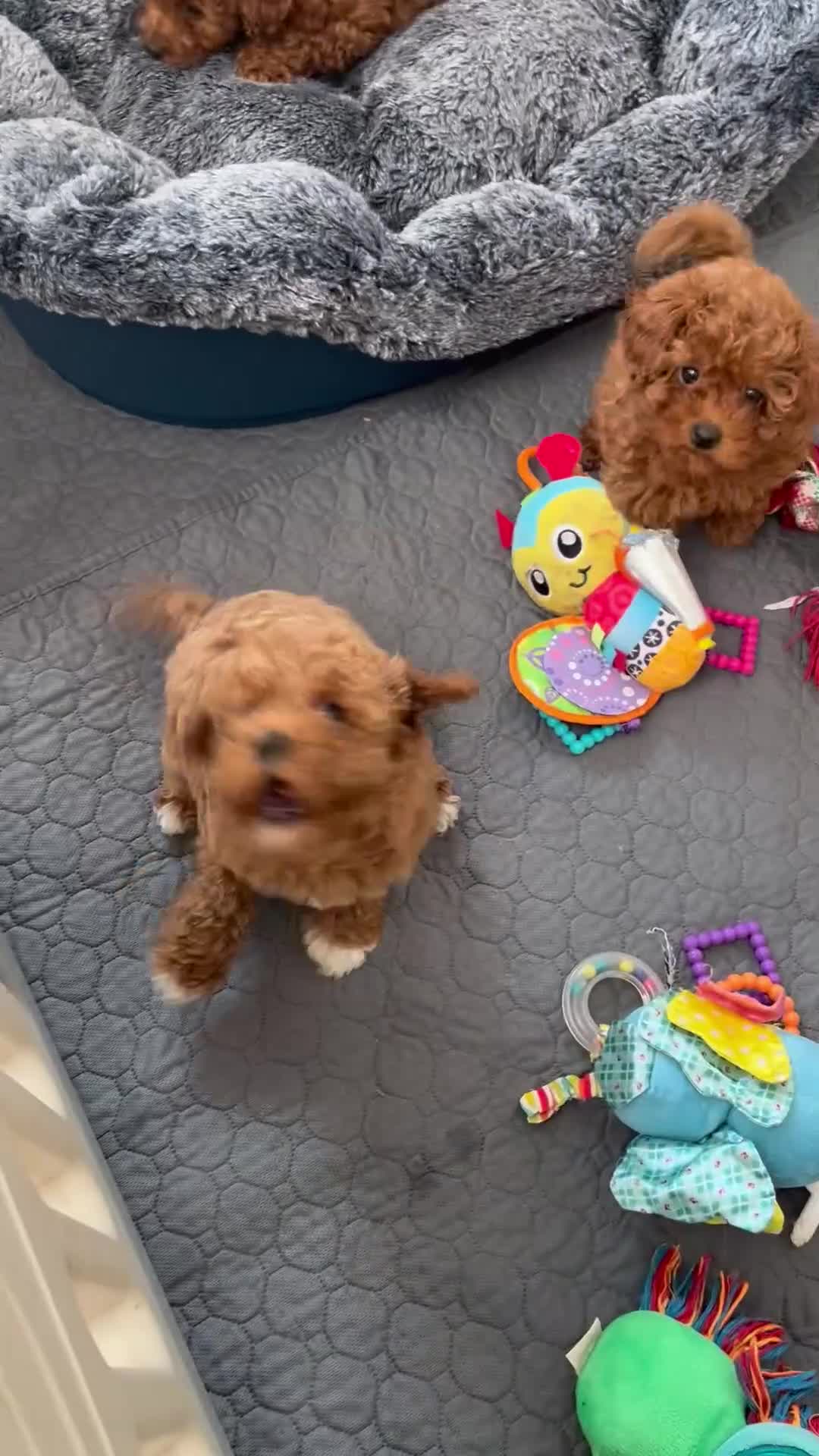 Cavapoo dogs for sale: Merlesque 5⭐️F1b curly teddy bear coats  - Video 5