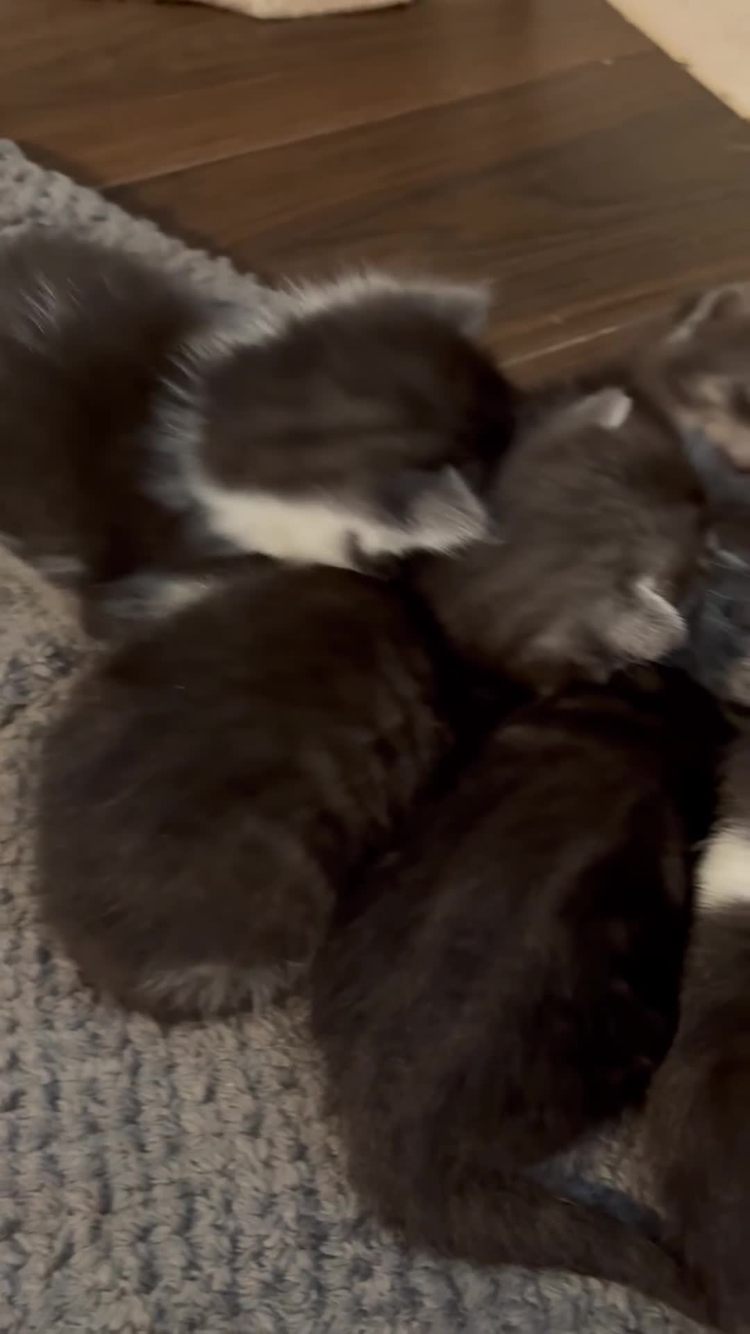 Siberian cats for sale: LAST MALE - Full Siberian Kittens  - Video 1