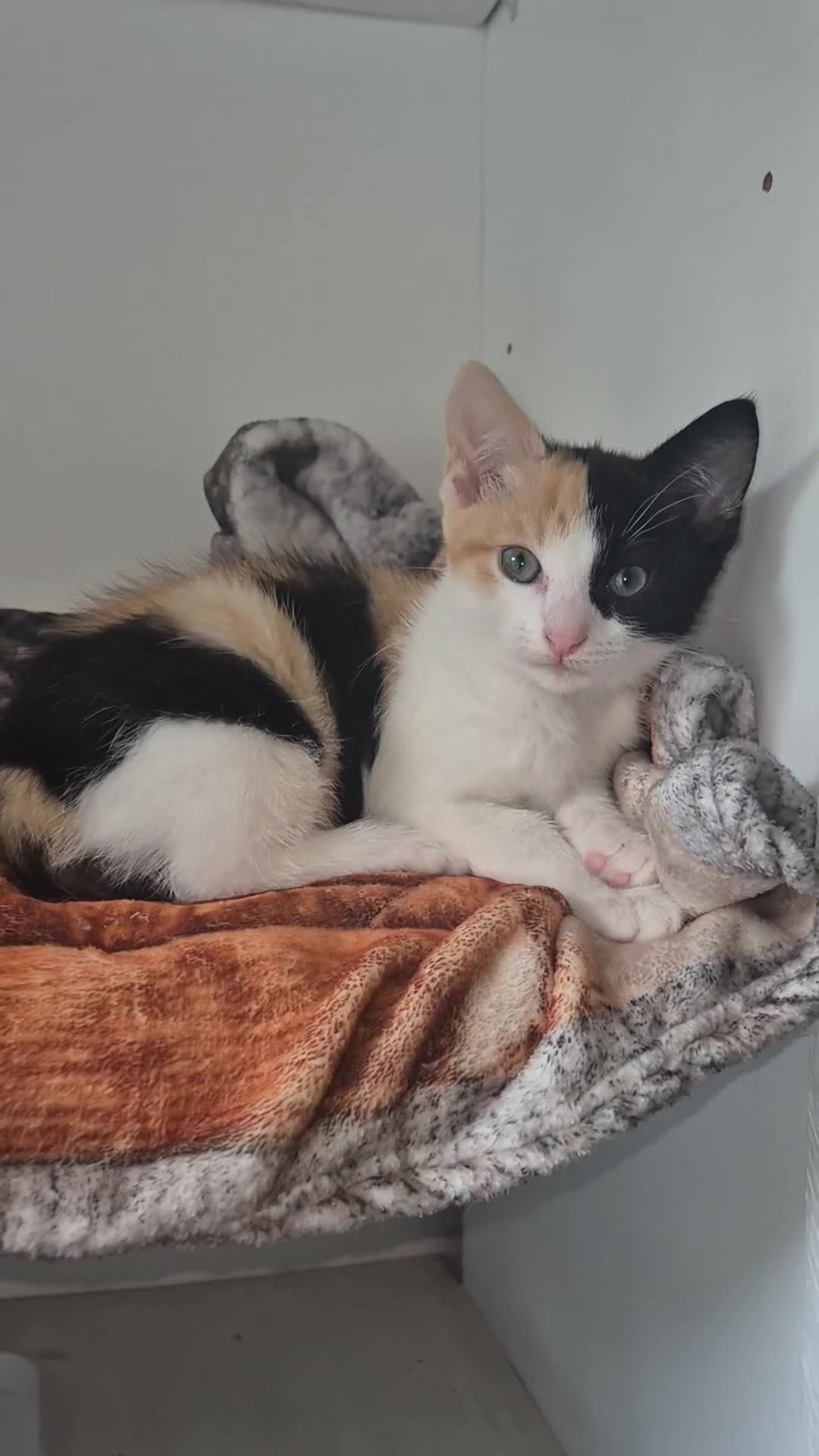 Mixed Breed cats for sale: Adorable Mixed Kittens for Sale in Deal - Video 2