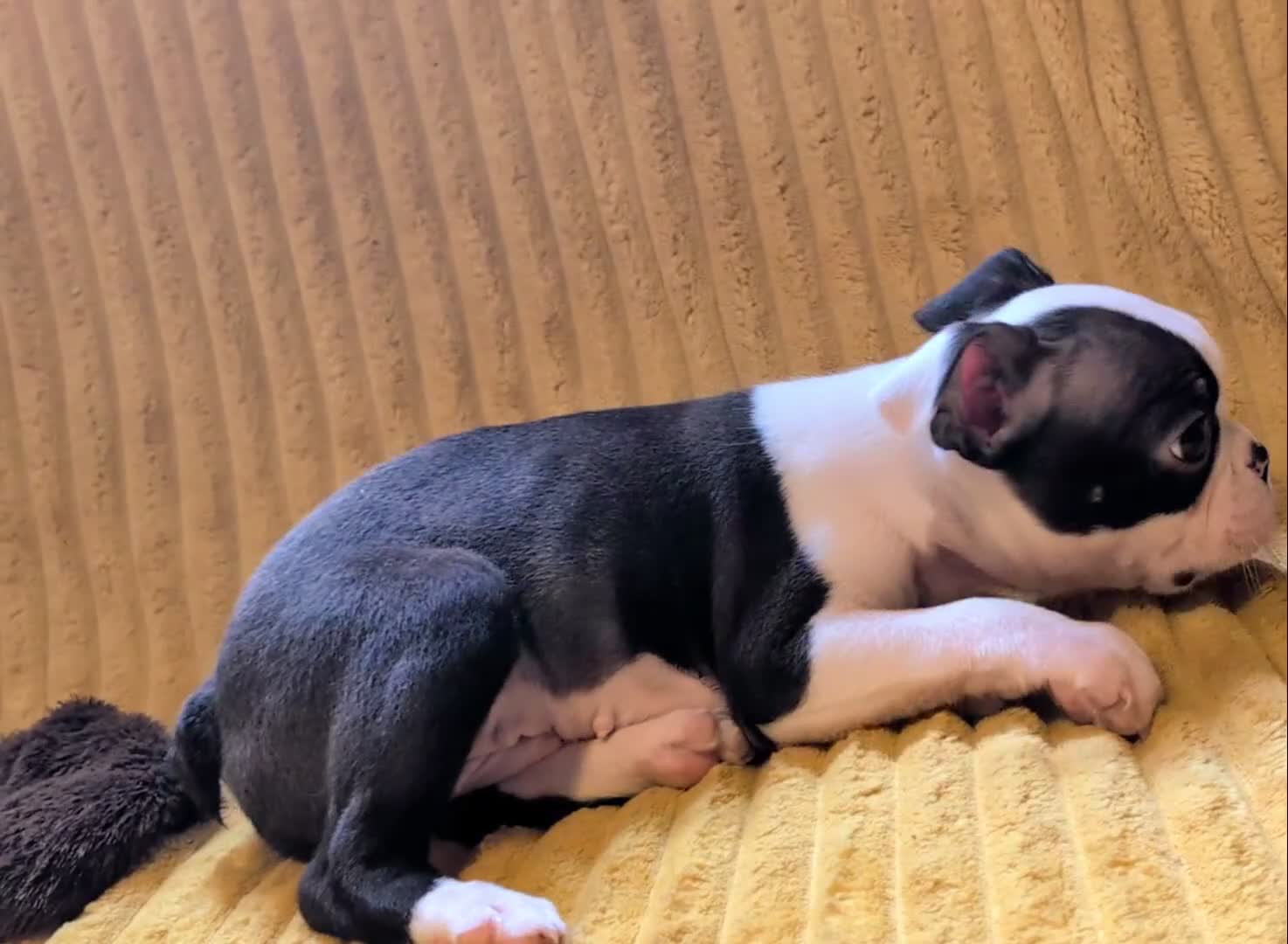 Boston Terrier dogs for sale: 1 BOY LEFT: Adorable KC Boston Puppies  - Video 3