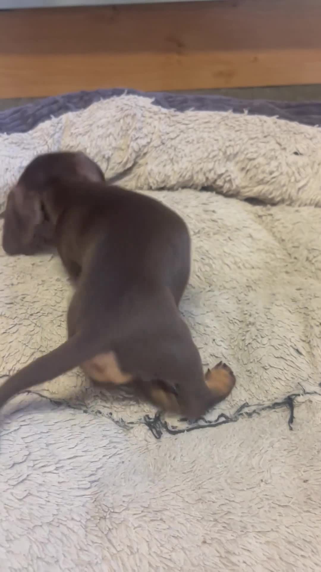 Miniature Dachshund dogs for sale: STUNNING MINI SMOOTH HAIR PRA CLEAR DACHSHUND PUPS - Video 2