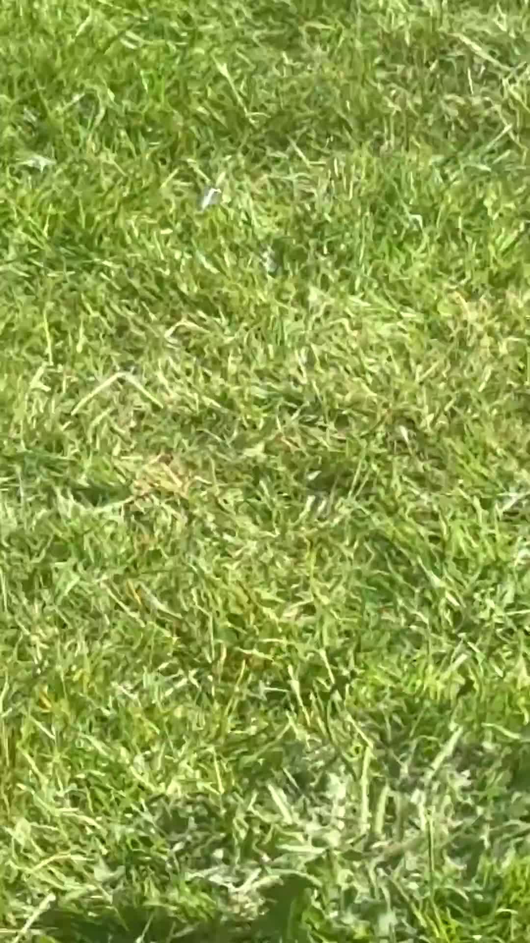 German Shepherd dogs for sale: German shepherd puppies  - Video 1