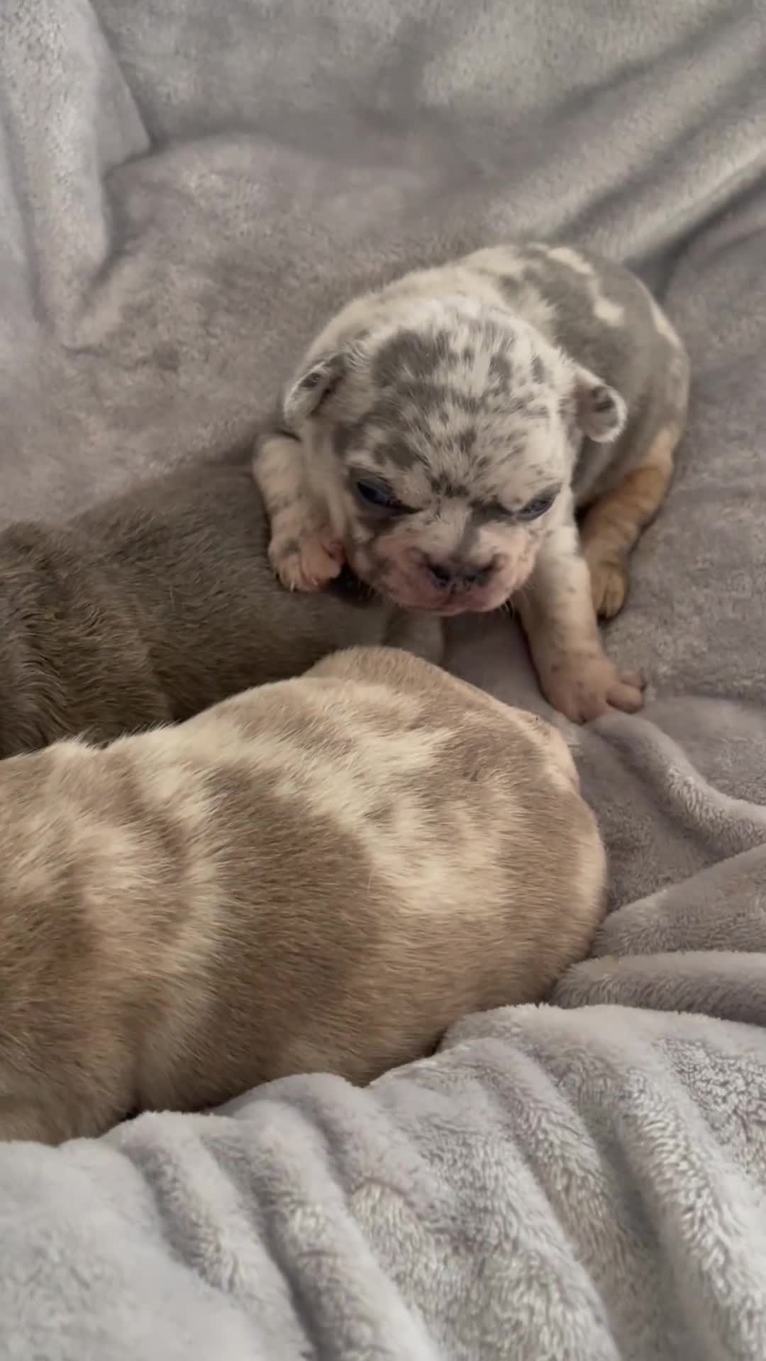 French Bulldog dogs for sale: French bulldog puppies.  - Video 2