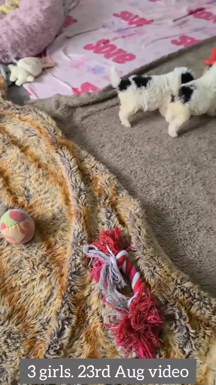 Cockapoo dogs for sale: SUPER PLUSH COATS. F1b Cockapoos. Health Tested - Video 2