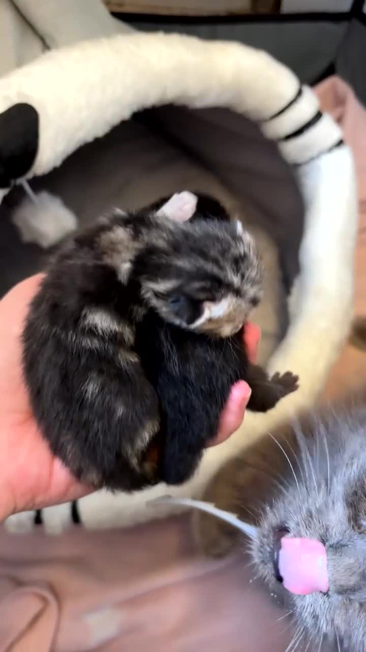 Bengal cats for sale: Bengal x nebelung girls  - Video 3