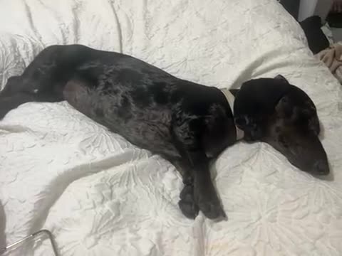 Miniature Dachshund dogs for sale: 1 year old miniature dachshund - Video 1