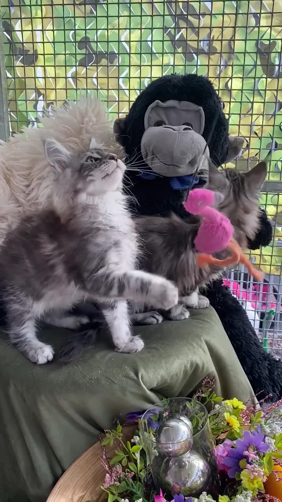 Maine Coon cats for sale: Pedigree registered Maine Coons - Video 2