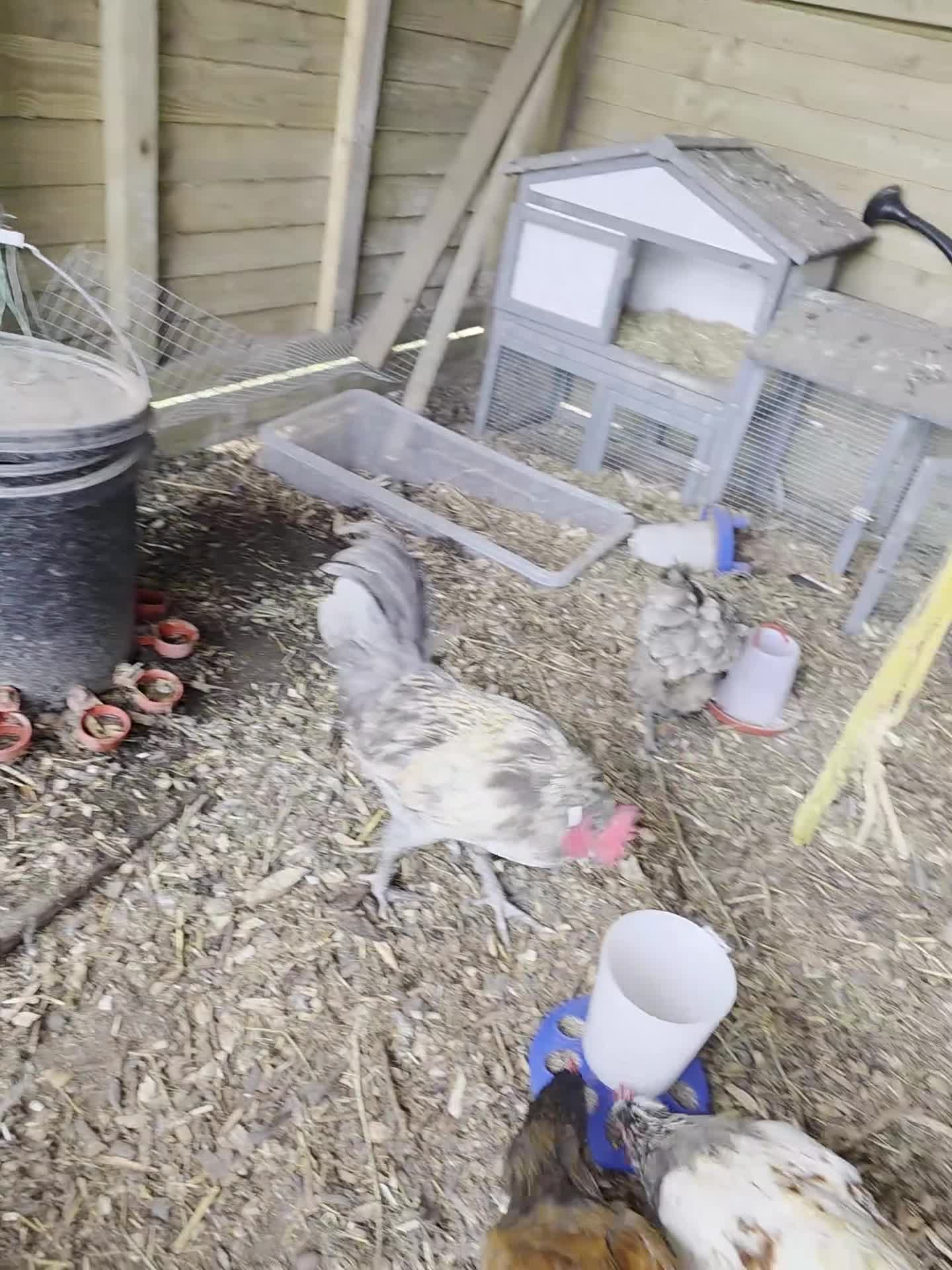 Chickens poultry for sale: Asortment of roosters - Video 1