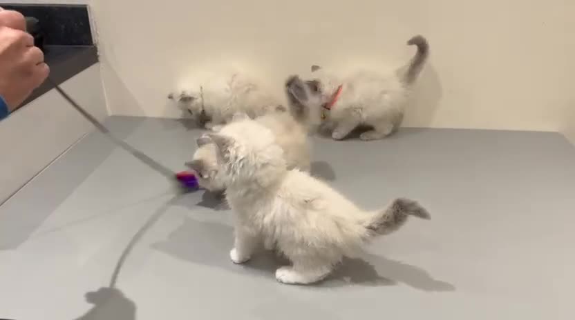 Ragdoll cats for sale: Adorable Pure Ragdoll Kittens - Video 4