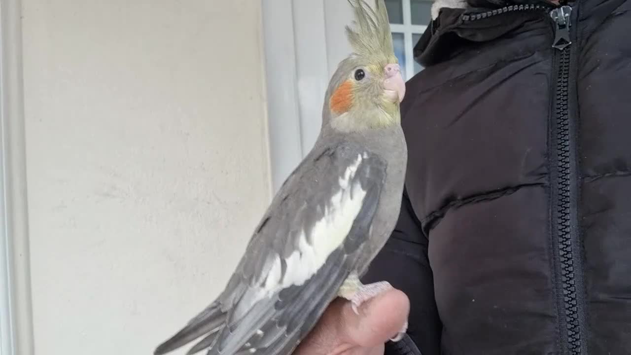 Cockatiels birds for sale: Super hand tamed baby cockatiels  - Video 1