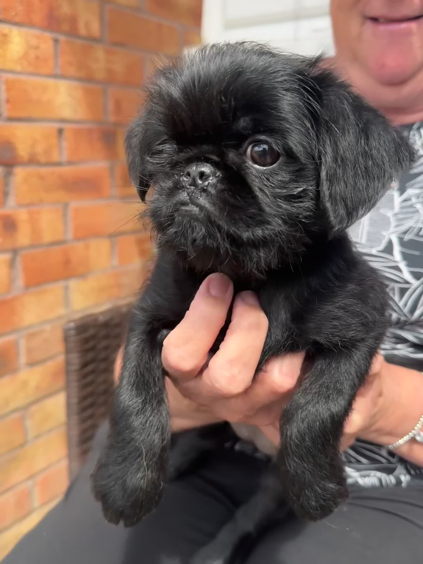 Griffon Bruxellois dogs for sale: 🐾 Griffon Bruxellois 🐾 READY TO LEAVE - Video 2