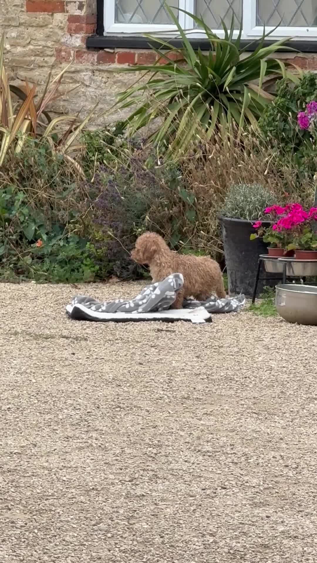 Cockapoo dogs for sale: Stunning  F2 toy cockapoo - Video 2