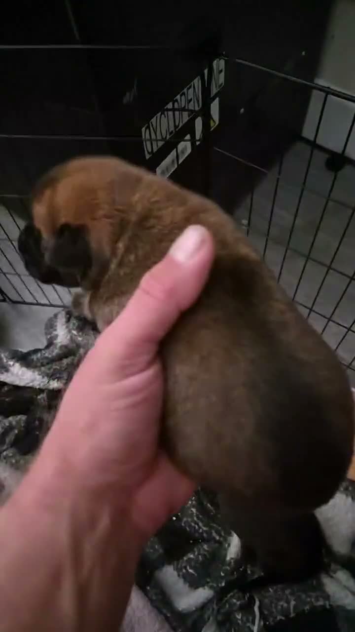 Mixed Breed dogs for sale: 7 gorgeous little puppies in Loughborough - Video 1