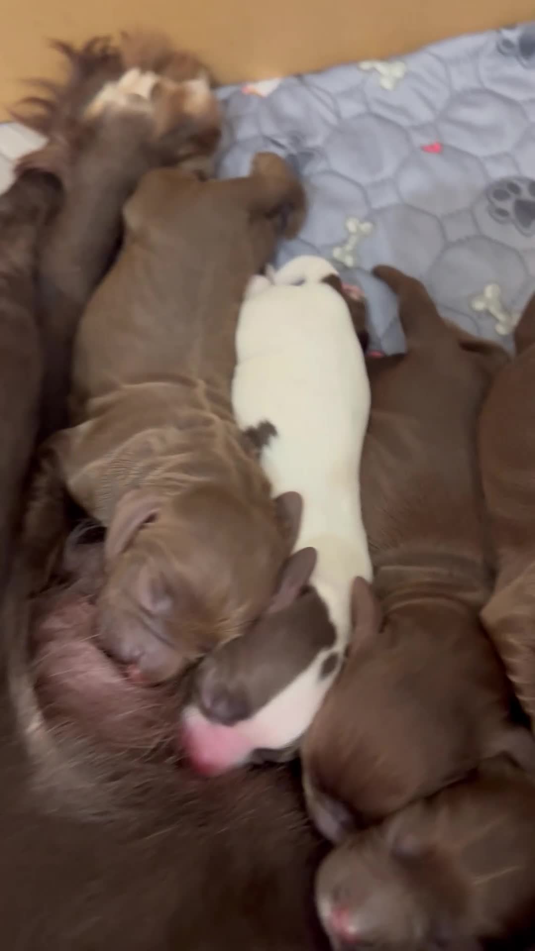 Cocker Spaniel dogs for sale: Beautiful Working Cockers Fully Health Tested  - Video 1