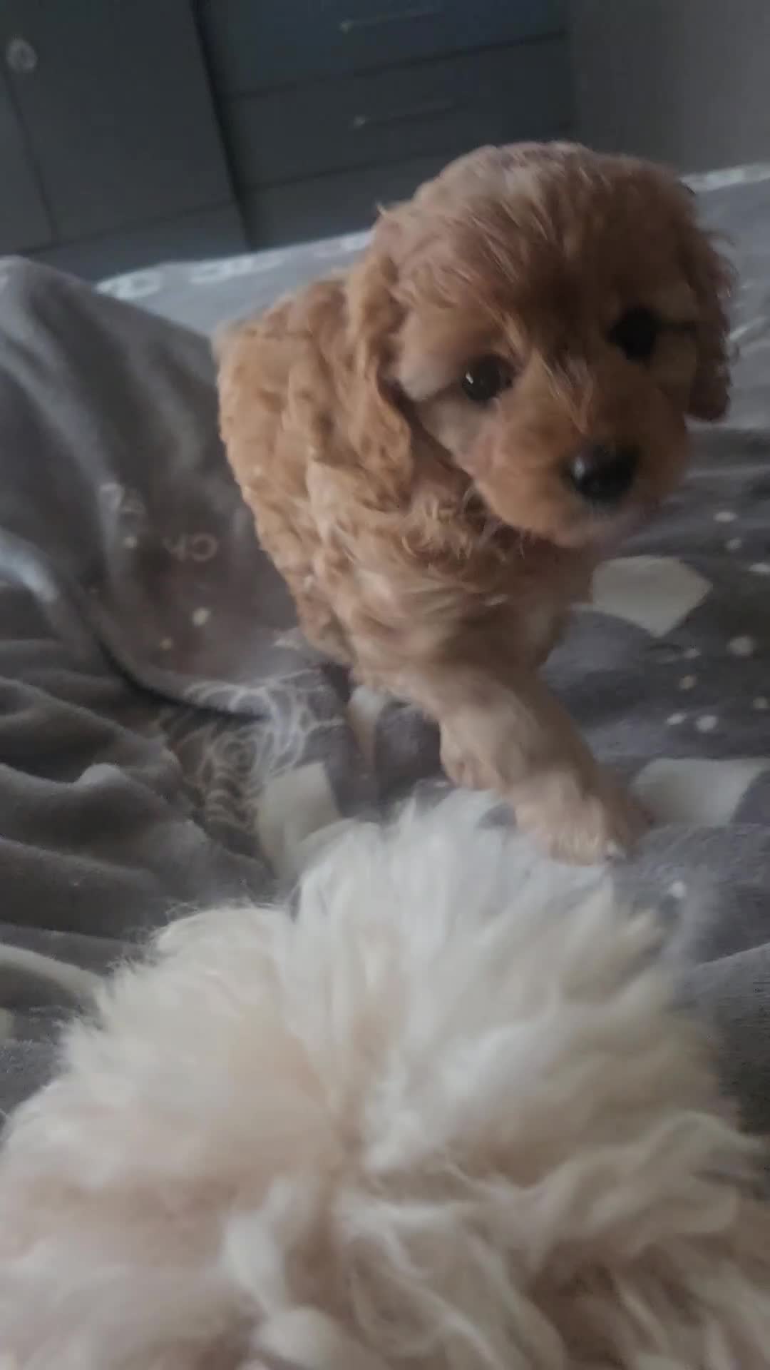 Cavapoo dogs for sale: Teddy bear F1 cavapoo  - Video 4