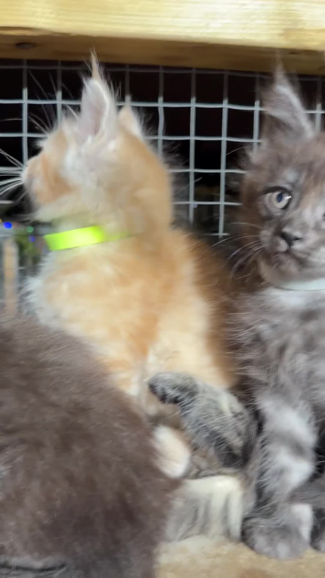 Maine Coon cats for sale: Half Maincoon Kittens  - Video 2